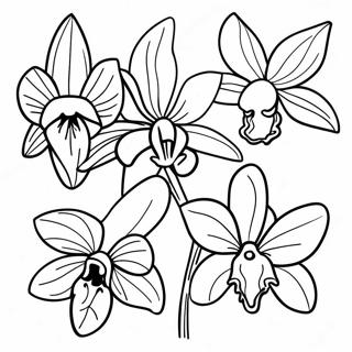 Pagina Para Colorir De Especies Exoticas De Orquidea 120555-55273