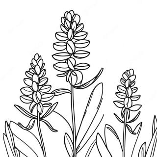 Pagina Para Colorir Do Bluebonnet Colorido Do Texas 46421-10158