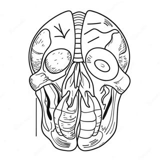 Pagina Para Colorir Anatomia 69119-15128