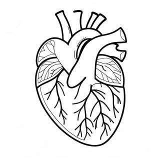 Pagina Para Colorir Da Anatomia Do Coracao 76805-19588