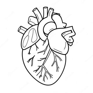 Anatomia Do Coração Páginas para Colorir