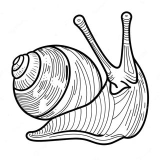 Caracol Páginas Para Colorir