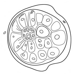 Célula Vegetal Páginas Para Colorir